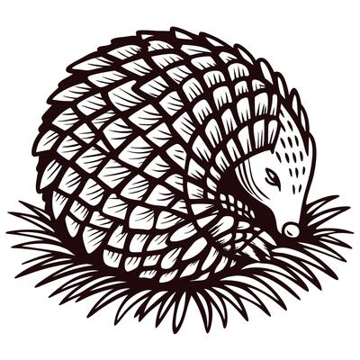Hand drawn curled pangolin with textured scales resting in spiky grass in vintage engraving illustration