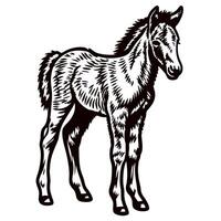 Hand drawn foal standing upright in vintage engraved isolated on white background illustration vector