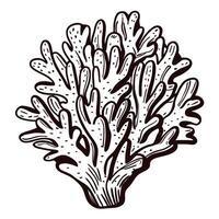 Detailed coral capturing marine life patterns and textures vector