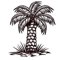 Hand drawn palm tree with detailed trunk and leaves isolated on white background vintage engraving botanical illustration vector