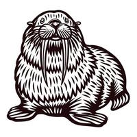 Vintage hand drawn illustration of a walrus sitting with whiskers and tusks in etched engraving vector