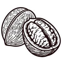 Hand drawn walnut in engraved vintage style, detailed nut and shell illustration on isolated white background vector