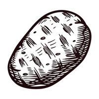 Hand drawn potato isolated on white background vintage engraved sketch illustration of a raw tuber vector