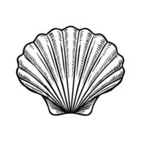 Hand drawn scallop seashell illustration in vintage engraved etching isolated on white background vector