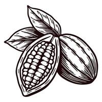 Hand drawn cocoa pod with beans and leaves in engraved botanical isolated on white background vector