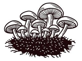 Cluster of wild mushrooms growing from forest ground, vintage hand drawn engraved illustration vector