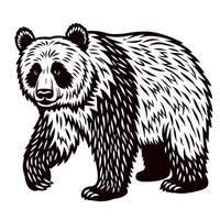 Detailed black and white engraved illustration of a standing bear with thick fur and strong build vector