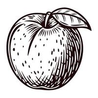 Hand drawn apple with leaf isolated on white background vintage engraved botanical fruit illustration vector
