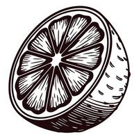 Engraved vintage illustration of citrus fruit half with detailed pulp and textured rind isolated on white background vector