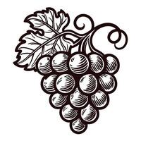 Vintage engraved illustration of grape cluster with leaves in hand drawn vector