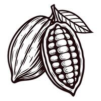 Hand drawn cocoa pod with beans and leaf vintage botanical illustration in engraved sketch vector