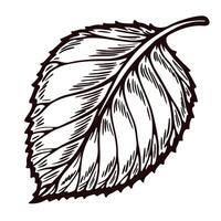 Detailed hand drawn sketch illustration of isolated leaf with intricate veins and bold black outline on white background vector