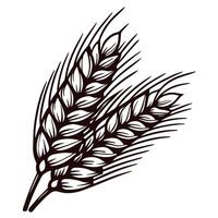 Detailed hand drawn illustration of wheat ears isolated on white background, vintage botanical sketch vector