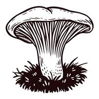 Vintage engraved drawing of a wild chanterelle mushroom growing in grass isolated on white background vector