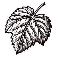 Engraved detailed birch leaf illustration in black and white, hand drawn botanical sketch with intricate veining vector