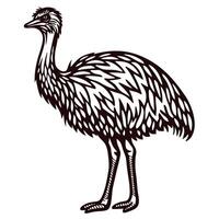 Hand drawn illustration of an emu bird standing vintage monochrome sketch isolated on white background vector
