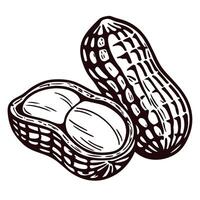 of open peanut shell with seeds in black and white vector