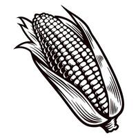 Vintage hand drawn corn cob illustration with detailed husk engraved botanical sketch isolated on white background vector