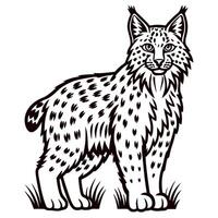 Detailed hand drawn illustration of a wild lynx standing on grass isolated in vintage engraving vector