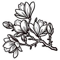 Hand drawn magnolia flower branch with blooming buds and leaves in vintage engraving botanical illustration vector