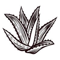 Detailed hand drawn illustration of agave plant with sharp pointed leaves isolated on white background vector