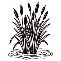 Black and white sketch of cattail reeds growing in water with ripples, detailed grass bundle illustration vector