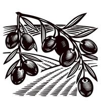 Vintage engraved olive branch with leaves and fruits, hand drawn in retro on white background vector