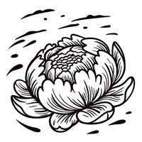 Detailed peony flower blossom sketch in vintage hand drawn engraving isolated on white background vector