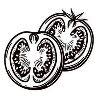 Hand drawn tomato slice illustration with seeds and inner details in vintage engraved on white background vector