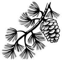 Detailed hand drawn pine branch with cone and needles in vintage botanical engraved illustration vector