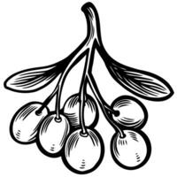 Hand drawn bunch of cherry berries with leaves vintage black and white botanical sketch illustration vector