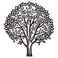 Intricate hand drawn deciduous tree with dense foliage isolated on white botanical engraving illustration vector