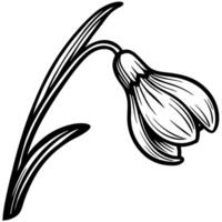 Hand drawn snowdrop flower isolated botanical black and white sketch of single blooming spring plant with leaves vector