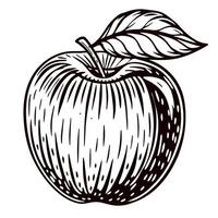 Hand drawn illustration of fresh apple with leaf in vintage engraving vector