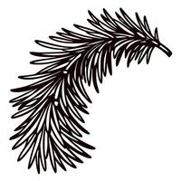 Hand drawn fir tree branch isolated on white background detailed vintage pine needle botanical sketch illustration vector