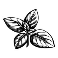 Hand drawn basil leaves ink illustration botanical sketch of aromatic herb isolated on white background vector