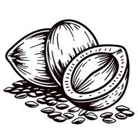 Hand drawn whole and halved coconut with scattered seeds isolated on white background vintage engraving vector