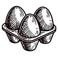 hand drawn illustration of three eggs in a carton tray vintage sketch food and packaging concept vector