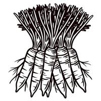 Hand drawn bundle of carrots with leafy tops vintage engraved illustration in monochrome botanical vector