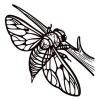 Detailed hand drawn cicada insect illustration with transparent wings perched on a branch in vintage engraved vector
