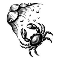 Hand drawn vintage engraving of crab with seashell and bubbles isolated on white background vector