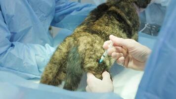 Injection before veterinary procedure video