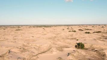 Open desert panorama with low dunes and dry shrubs under clear sky. video