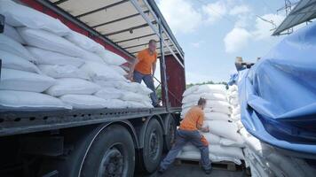Laborers stacking bulk product bags into transport container. video