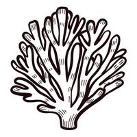 Hand drawn coral branch illustration in vintage engraving isolated on white background vector