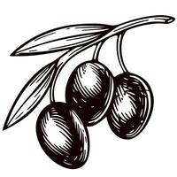 Hand drawn black olive branch with leaves vintage botanical sketch illustration for food and nature concepts vector