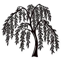 Hand drawn willow tree silhouette with drooping branches and intricate leaves on white background vector