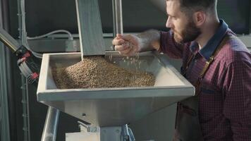 Side view of brewer sniffing grain with hand near nose video