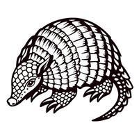 Detailed armadillo line art illustration on white background emphasizing intricate scales and natural defense posture vector