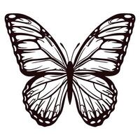 Detailed black and white illustration of a butterfly with symmetrical open wings and intricate vein patterns vector